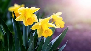 10 Types Of Yellow Daffodils