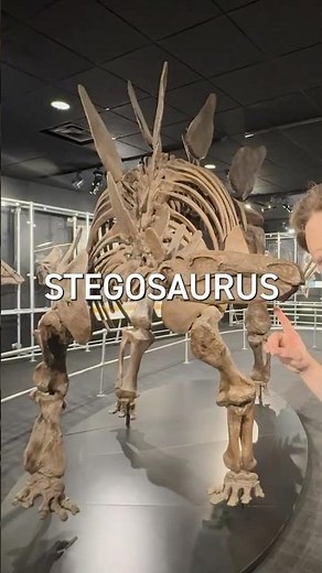 Stegosaurus facts you didn’t know 🤓☝️