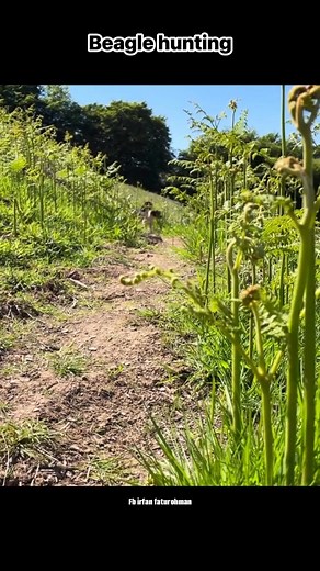 Beagle hunting #irfanseggagadventure #porbiindonesia #beaglehunting #anjingpemburu #irfanfaturohman #hunting #thankful #berburu #doghunting | Irfan Faturohman