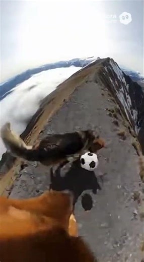 GoPro Footage: Dogs Playing Soccer on a Deadly Mountain Ridge 😨🐕⚽