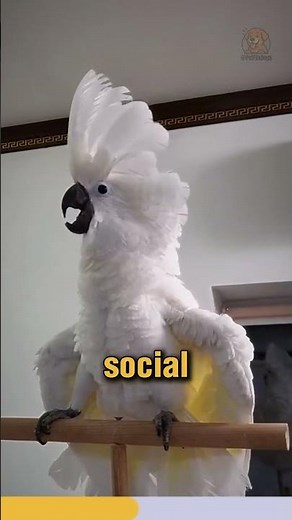 Why Parrots Bob Their Heads 🦜 | The Meaning Behind the Behavior