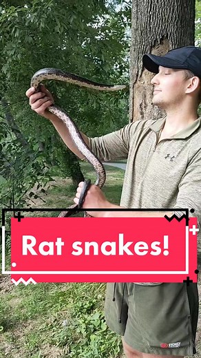 Gray rat snake! This snake was AMAZING!! What a gorgeous species! 🐍 #fyp #snake #snakes #snaketok #colubrid #ratsnake #grayratsnake #blackratsnake #pantherophis #pantherophisspiloides #reptile #reptiles #herpetology #animals #animal #wild #wildlife #nature #unitedstates #asheville #northcarolina #science #education #easternratsnake #pantherophisalleghaniensis