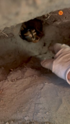 treasure hunting using metal detector #treasurehunt #treasurehunting #metaldetecting #trend | Treasure Diggers