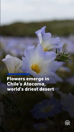 Atacama Desert is bursting into bloom in Copiapo, Chile