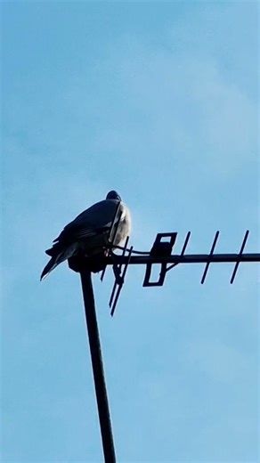 #woodpigeons #wood pigeon Sound