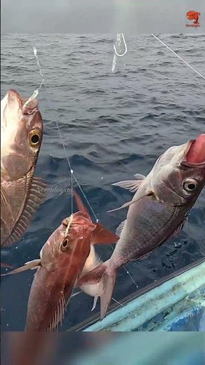 Hand Line Fishing at 350 Feet Deep for Rosy Snapper #fishing #fishingvideo #fishingtime