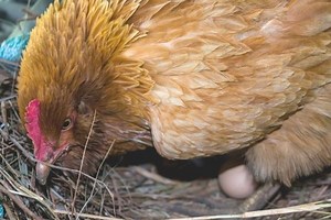 Your Complete Guide to Broody Hens - Audrey's Little Farm