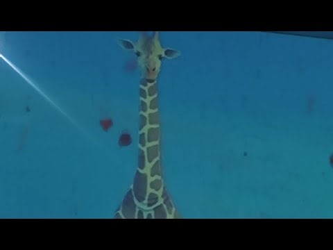 How to get Oracle Attack in Secret Universe