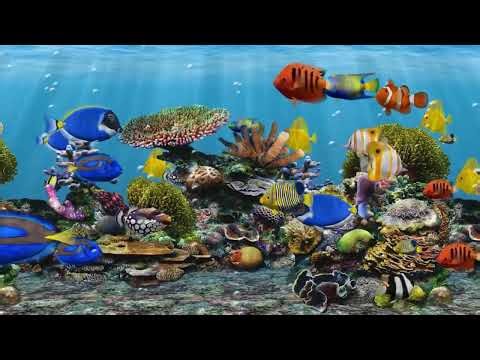 Fish Full 40 min Projector Background