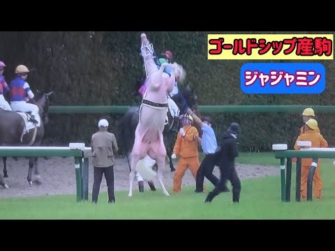 【ゴールドシップ産駒】ミルコも笑っちゃう程じゃじゃ馬なジャジャミン