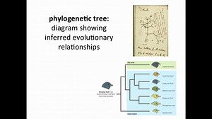 Creating a Phylogenetic Tree