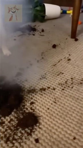 Dog Brings Firecracker — Cat Knocks Over the PLANT! 💥 #funny