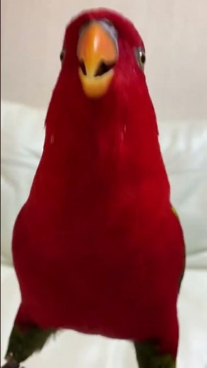 Red parrot laughing😂🦜 ‪@PetsFunStep‬ #pets #parrot #funnyanimalsvideos