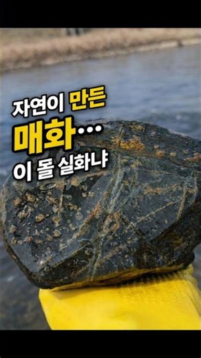 섬진강에서 발견된 매화석… 돌에서 꽃이 피었습니다