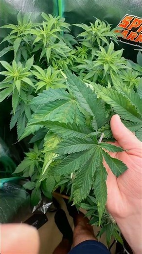 12/12 Grow Update – Week 1