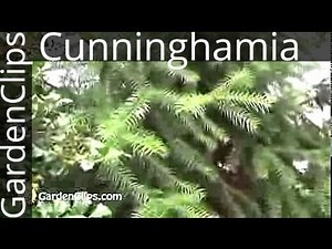 China-Fir - Cunninghamia lanceolata - A Painfully Spiky Evergreen for making coffins