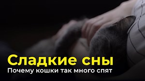 14 reactions | Почему кошки так много спят Кошки крайне ленивые: они не ходят на работу, не платят за еду и жилье, а еще спят большую часть дня. Разбираемся, почему питомцы так много спят и сколько конкретно они проводят времени во сне. | TechInsider Russia | Facebook