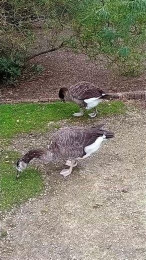 pilgrim geese feeding #waterfowl #birds #nature #duckbreeds