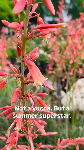 Charla Anthony on Instagram: "How to grow red yucca (Hesperaloe) in hot, dry climates—a native heatwave hero for Texas gardens and beyond. Red yucca might be one of the toughest plants in my warm-climate garden—but it’s also one of the prettiest. Don’t let the name fool you. This isn’t a true yucca. Red yucca (Hesperaloe parviflora) is actually in the agave family—and native to dry regions of Texas and northeastern Mexico. No wonder you see it lining highways across the state. But it’s more than