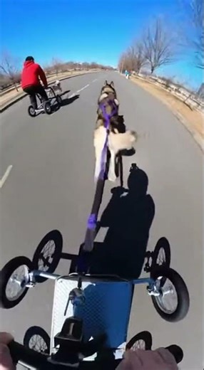 Dog Pulling Rider 🚀 | Extreme Puppy Ride POV Thrilling Adventure Ahead