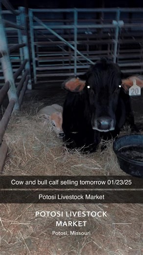 Had way more livestock and cages than expected for a cold snowy day. Didn’t get very many pictures or videos. Hope to see all next sale. #potosimissouri #auction #potosilivestockmarket #fypシ #farming #viral #salebarnlife #livestockauction #smallanimalsale
