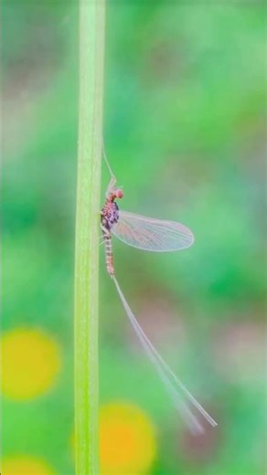 Mayfly Insect 🌚#shorts
