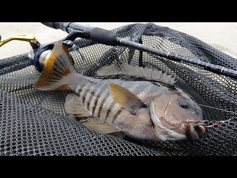 Land based fishing | Portland | Victoria | Australia | Lures+Bait