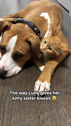 1.2M views · 50K reactions | Dog and cat friendships are the best❤️ | Luna The Pittie | Facebook
