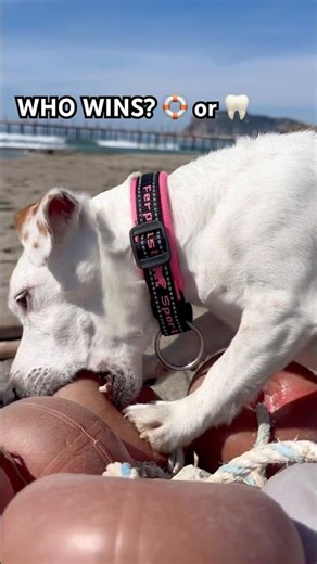 EMMA VS. THE GIANT DONUT: Who wins? 🍩🥊🦷