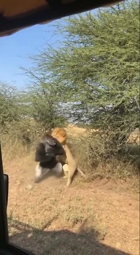 Lion vs Gorilla: Epic Safari Battle!