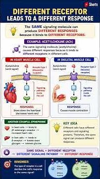One signal creates different response in different cell #neetpreparation #cbseboard #cellsignaling