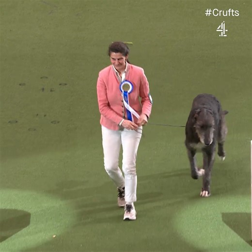 Franca the Irish Wolf Hound is your #Crufts 2024 Vulnerable Breed winner! 🐶💚 | Crufts