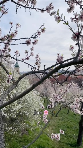 7.3K views · 283 reactions | First spring days in 2024   #jaro #spring #petrin #czechia #trees #sakura #ceskojekrasne #pragueworld #praha #prague #praga #prag #прага #cesko #česko #czechia #czechrepublic #praguecitytourism #praguecity #praguelife | Prahama.cz | Facebook