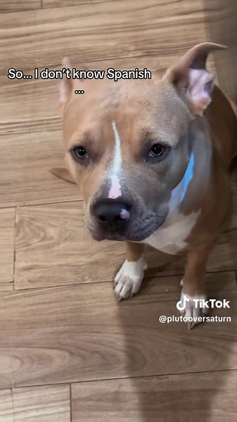 First Time with a Hispanic Dog: Tips for Non-Spanish Speakers