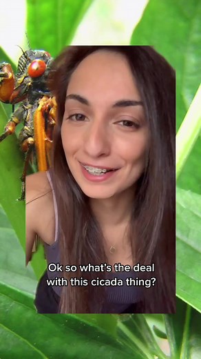 Understanding Cicadas: Story of Male and Female Cicadas