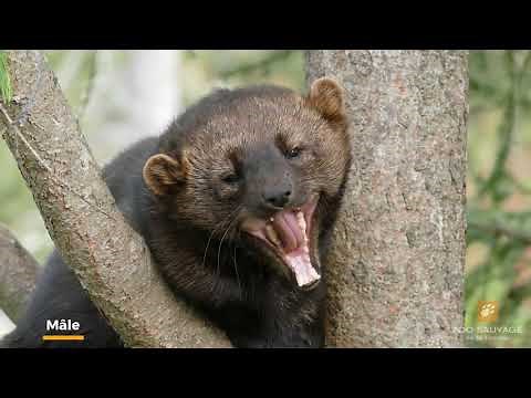 Une nouvelle femelle pékan