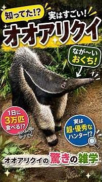 オオアリクイの雑学【国内初の快挙！】ズーラシアでオオアリクイの双子が誕生！✨