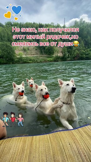 Собаки в воде: смешной рядочек на летнем отдыхе