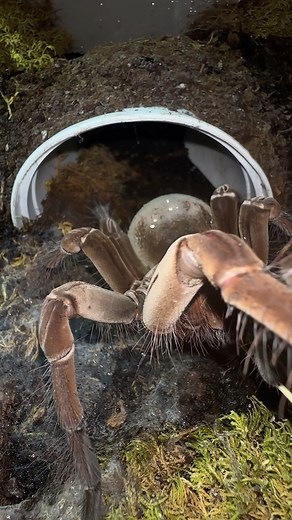 𝓕𝔞𝔫𝔤𝔰 on Instagram: "The “hissing” sound is called stridulatation. Tarantula stridulation refers to the sound-making ability of some tarantula species. They produce a hissing or buzzing noise by rubbing their legs and other parts of their body. This sound is used for defense, communication, and even warning potential predators. Not all tarantulas can stridulate, but it’s a unique feature of certain species. #theraphosastirmi #spider #insects #fyp #tarantulas #pets #4k #bioactive #animals #t