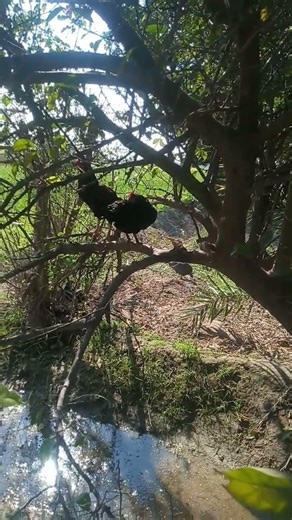 Beautiful Hen Walking in Farm 🐔 | Cute Chicken Video