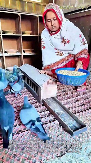 伝統的な伝書鳩の飼育：手作業による訓練法 シンプルな木製捕獲箱の製作と使い方 一方通行の扉でレース鳩を捕まえる仕組み 帰巣本能を持つ鳩を簡単に捕獲する驚きの裏技