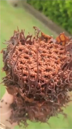 Nature’s Weirdest Honey