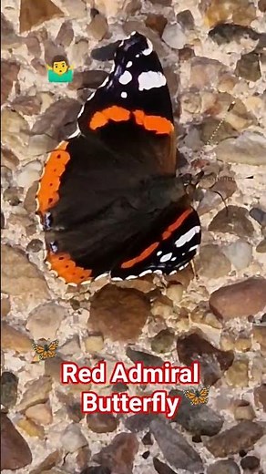 What does it mean when a Butterfly lands on you or visits you? 🤔 #butterfly #spiritual #awakening