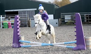 104K views · 925 reactions | Sold 11hh 5yo registered Welsh section...