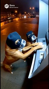 106K views · 3.9K reactions | Bad Dogs Bad Dogs what you gonna do? #comedy #FurryFriends #boxerdog | Boxer Madness | Facebook