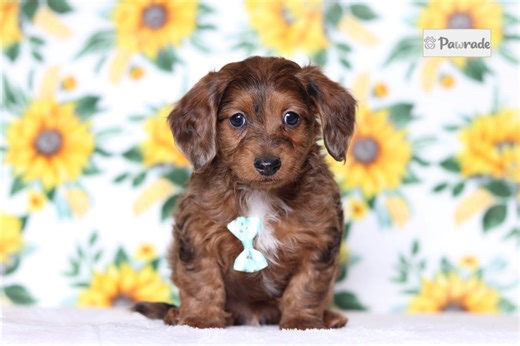 Olson - Doxiepoo Puppy CB994E