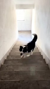 Playing alone is still fun #Dogs #CuteDogs #LoveDog #SmartDogs | Cat Lovers