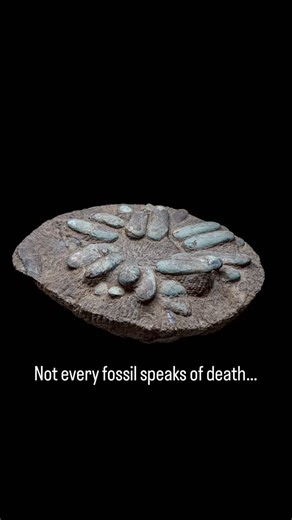 Theropoda Club on Instagram: "THE EGG NEST — Life, Frozen in Stone Not all fossils tell of death — some whisper of life that never began. This Oviraptor egg nest, preserved in silent perfection, captures the most intimate story of the Cretaceous: a mother’s devotion, interrupted by time itself. Each egg, still arranged in its original pattern, reveals a story of care, warmth, and the fragile balance of survival. 🪶 Authentic Oviraptor egg nest fossil 🦴 Naturally arranged clutch with clear shell