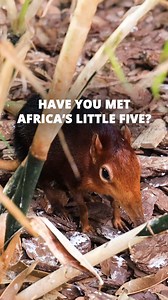 11K views · 10K reactions | Ready to meet Africa's smallest safari...