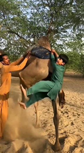 Unbelievable: Camel’s Kick Causes Accident